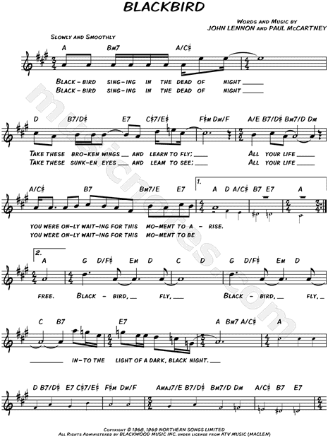 Blackbird